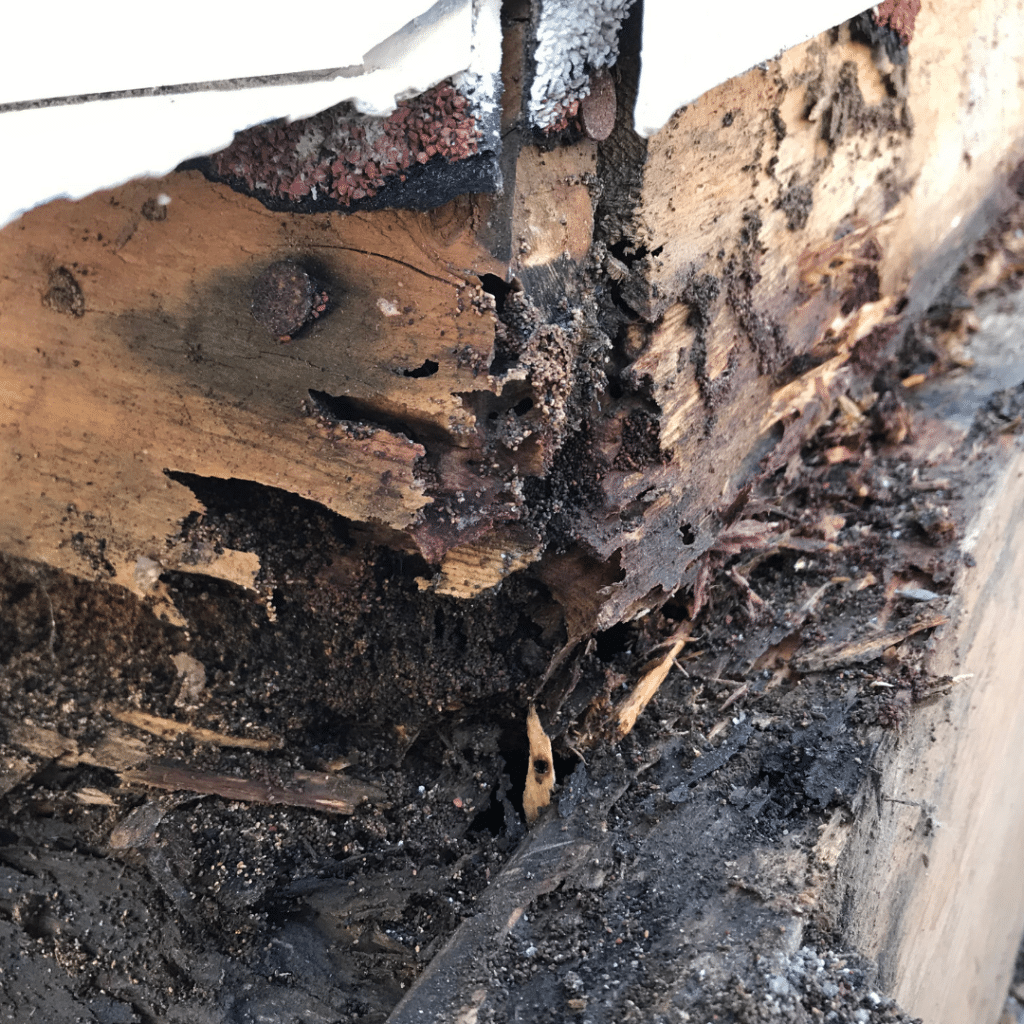 Picture of Termite Damage VS Water Damage