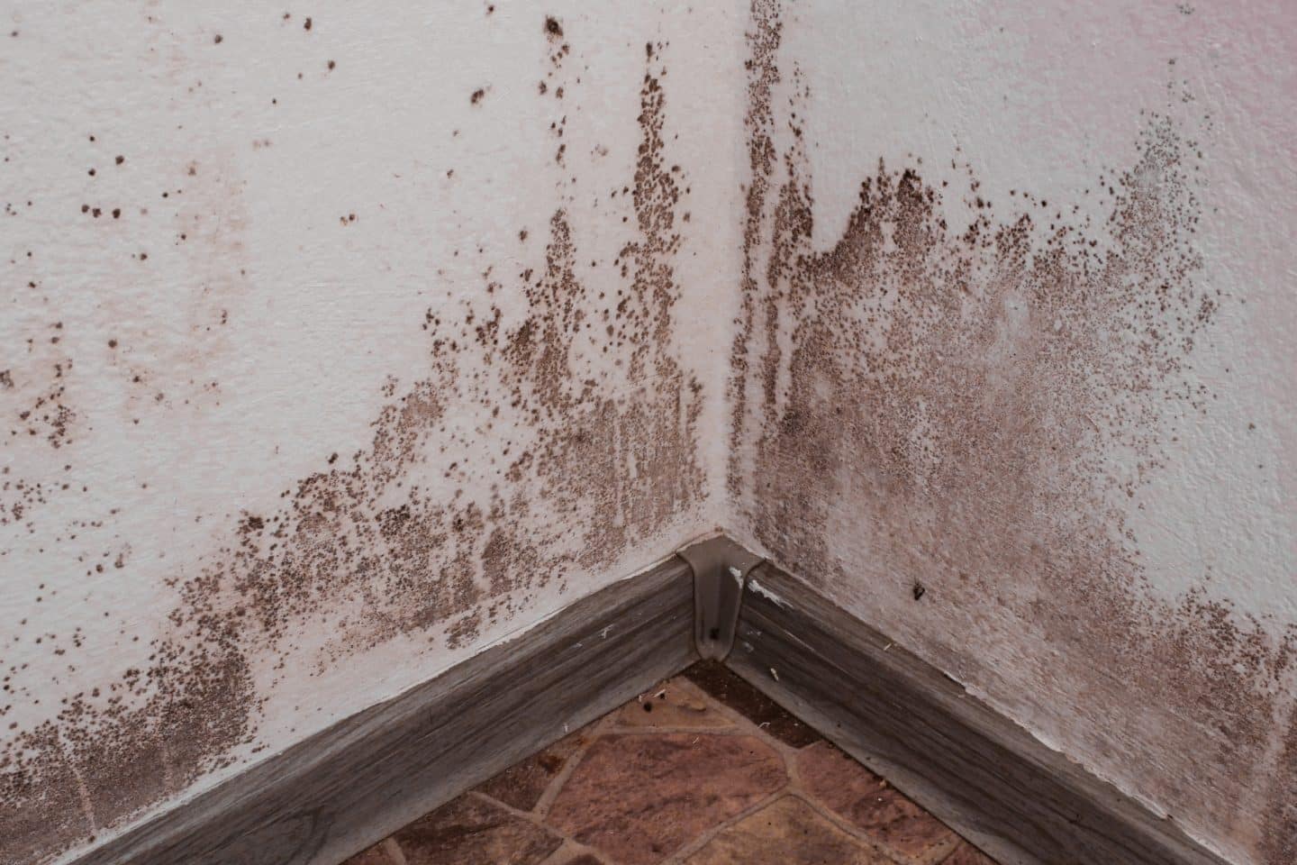 What Is the Process of Removing Mold