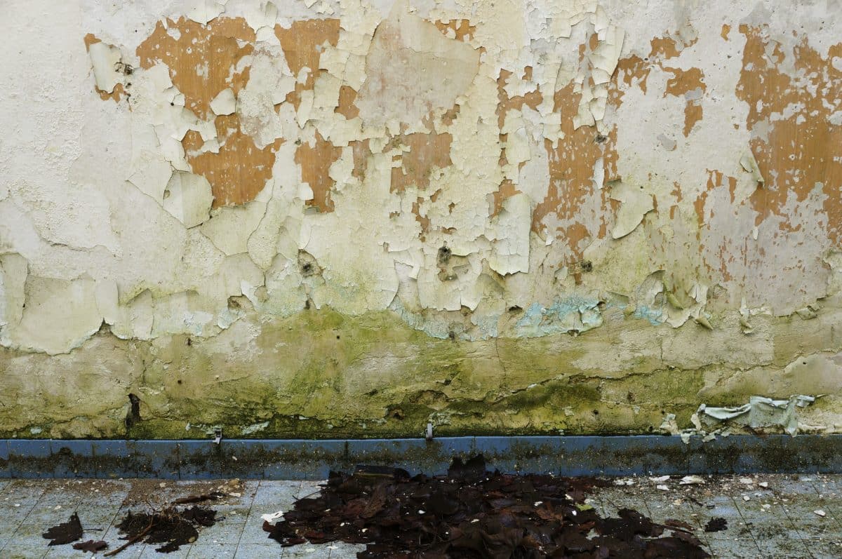 Understanding the Mold Remediation Process